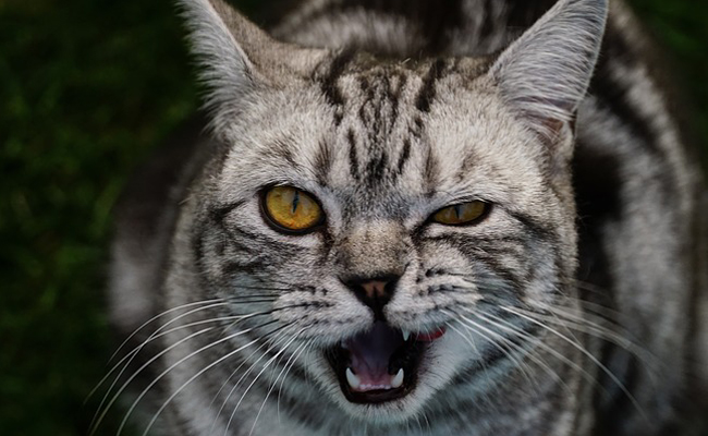 C’ est à quoi ressemble l’œil quand il y a une tumeur oculaire